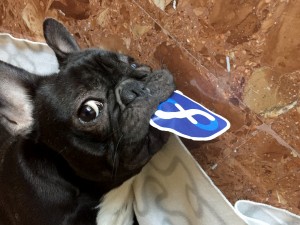 Fedora sticker meets dog