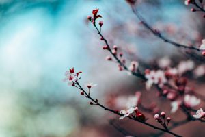 Fedora 26 wallpaper - Cherry Blossom